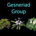 Gesneriad Group