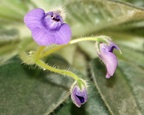 Petrocosmea sp. 64