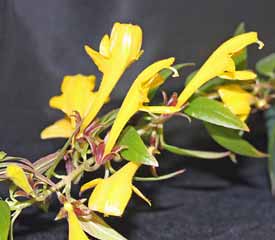 Columnea