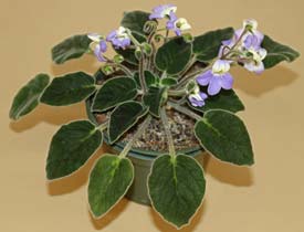 Petrocosmea