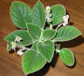 Petrocosmea